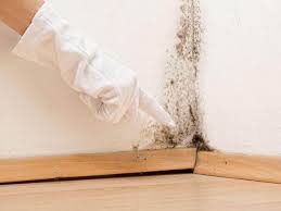 Walton Hills, OH Mold Removal Company